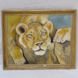 Clive Frediksson, oil on canvas, study of a lion, 55cm x 70cm, gilt-framed