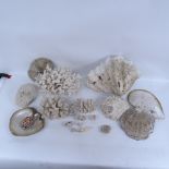 A collection of various natural corals and seashells