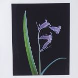 Susan Derges, iris print, Bluebell Number 1, 2000, signed in pencil, no. 33/100, image 16.5" x