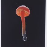 Susan Derges, iris print, Fruitbody No. 37, 1999, signed in pencil, no. 34/100, image 16.5" x 13",