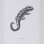 Mauricio Ortiz, giclee on hahnemuhle photorag paper, Salamandrus Mordax, signed in pencil, no. 1/