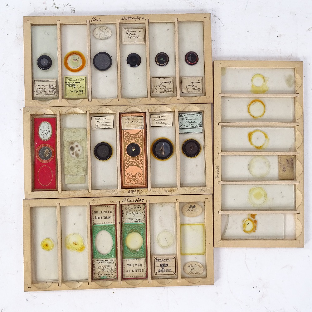 A collection of various scientific microscope slides, including egg of parasite, elytron of - Image 2 of 2