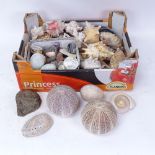A collection of various seashells, hardstone eggs etc