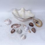 A collection of seashells