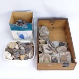 A collection of various fossils, rock samples, fossilised leaves and plants, ammonites etc