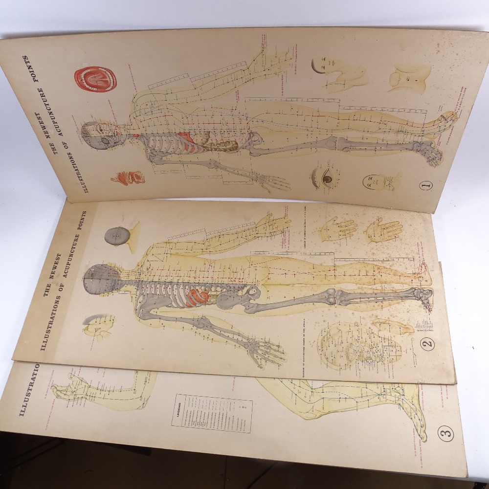 A Vintage set of 3 Dutch Illustrations of Acupuncture Points classroom diagrams, height 82cm (3) - Image 2 of 2