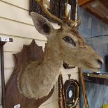 TAXIDERMY - a deer's head, on oak shield wall mount, bracket height 55cm
