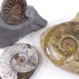 3 ammonite fossils