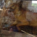 TAXIDERMY - a hunting fox with duck, in naturalistic surround, with glazed case, case length 105cm