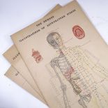 A Vintage set of 3 Dutch Illustrations of Acupuncture Points classroom diagrams, height 82cm (3)