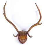 TAXIDERMY - a pair of staghorn antlers, on oak shield bracket, tip to tip length 44cm