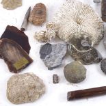 Various fossils, including belemnites, trilobites, fossilised fish, ammonites etc