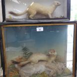 TAXIDERMY - 2 albino stoat, in glazed naturalistic surround cases, largest case length 46cm,