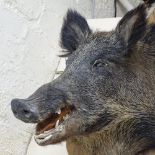 TAXIDERMY - a wild boar's head, mounted on oak shield plaque, plaque height 60cm