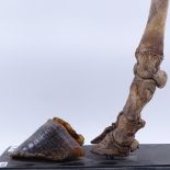 TAXIDERMY - a skeletal deer's leg with separated hoof, on ebonised plinth, overall height 52cm