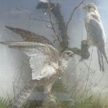 TAXIDERMY - pair of Victorian Merlin birds, in naturalistic setting, glazed case by G White,