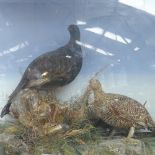 TAXIDERMY - male and female black grouse, in naturalistic surround in glazed case, by W A