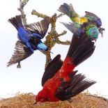 TAXIDERMY - a 19th century diorama of brightly coloured exotic birds, on gilt plinth under glass