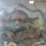 TAXIDERMY - 3 hunting ferrets, in naturalistic surround, with glazed case, length 63cm, height 53cm