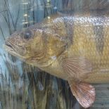 TAXIDERMY - a Victorian stuffed perch, 2.75lbs, in naturalistic surround, with curved glazed case by