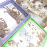 TAXIDERMY - various cased taxidermy crustaceans, including palinurus vulgaris and male and female