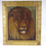 Harry Hamilton Johnston, oil on canvas, lion, signed with monogram, 24" x 20", framed Not re-