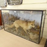 TAXIDERMY - a hunting fox with rabbit, in naturalistic surround and glazed case, case length