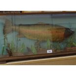 TAXIDERMY - a rainbow trout in naturalistic surround, in glazed case, case length 82cm, height 34cm