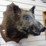 TAXIDERMY - a wild boar's head mounted on oak shield plaque, plaque height 70cm