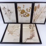5 framed early 20th century pressed flowers, with handwritten labels