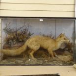 TAXIDERMY - a hunting fox with rabbit, in naturalistic surround and glazed case, case length
