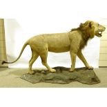 TAXIDERMY - lion, early 20th century, on naturalistic base, base length 180cm