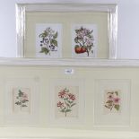 2 frames of coloured etchings, botanical studies, signed in pencil, overall frame dimensions 15" x