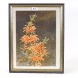 Bertha Maguire (exhibited 1881 - 1904), watercolour, botanical, signed, 14" x 9.5", framed Good