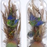TAXIDERMY - pair of tropical birds under original glass domes, overall height 35cm