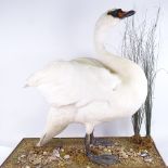TAXIDERMY - a large white swan on naturalistic reed and wood base, height 77cm, base length 82cm