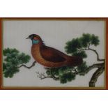 19th Century Chinese study of a bird in tree on silk, 6.5" x 10", framed Some watermarks on image