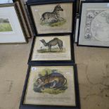 A set of 5 19th century hand coloured prints, wildlife studies, published by the Committee of