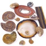 Opal ammonite fossils, agate shard slices, tigers eye panel etc