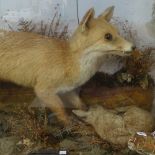 TAXIDERMY - a hunting fox with rabbit, in naturalistic surround and glazed case, case length