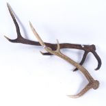 TAXIDERMY - 2 stags antlers, largest length 60cm (2)