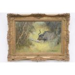 G Uys (South African, late 20th Century), Kudu in the bush, oil on board, signed, 35cm x 50cm