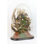 Victorian taxidermy display of exotic birds, presented under a glass dome, height 57cm, width 41cm