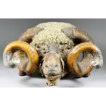 A Ram's Head Trophy, Late 19th Century, the tips of the horns with cast metal thistle and acanthus