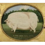 20th/21st Century School - Oil painting - "A Fine Prize Small White" - Primitive study of a pig,