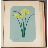 Early 20th Century English School - Thirty-two watercolours - Studies of Narcissus Specimens, each