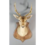 A Stag's Head, mounted on oak shield shaped plaque, 33ins high overall