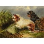 Style of George Armfield (1808-1893) - Oil painting - Two terriers hunting, board 9ins x 12ins,