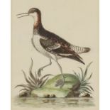 George Edwards (1694-1773) - Five coloured engravings - Exotic birds from "A Natural History of