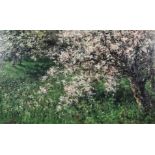 Olga Wisinger-Florian (1844-1926) - Oil painting - Blossom trees, board 16ins x 26ins, signed in